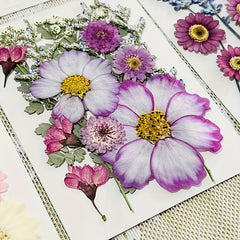 20pcs Dried Flower DIY Craft Kit - Wall Art, Photo Frames, Books