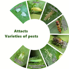 5pcs Fruit Fly Sticky Trap Indoor Outdoor Fungus Gnat Killer