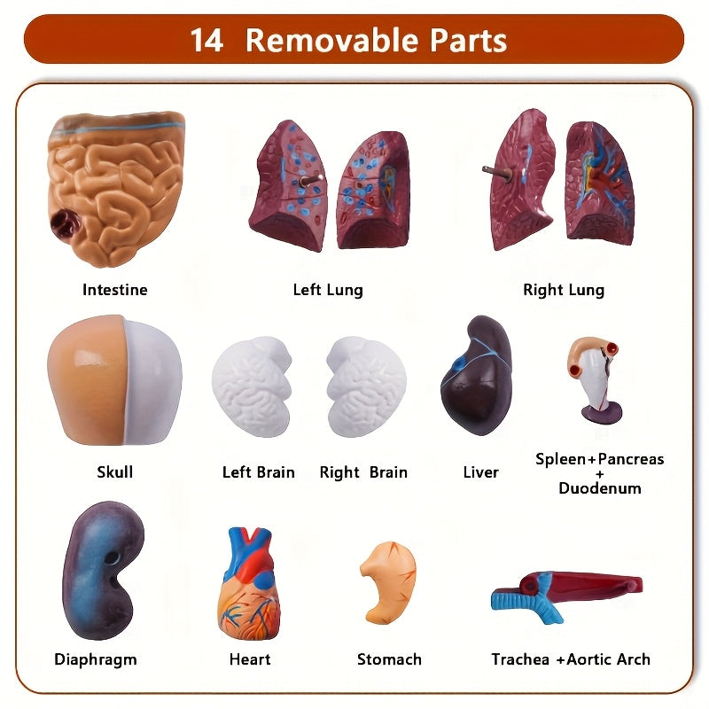 Durable PVC Anatomical Organ Model for Medical Students Educational Study